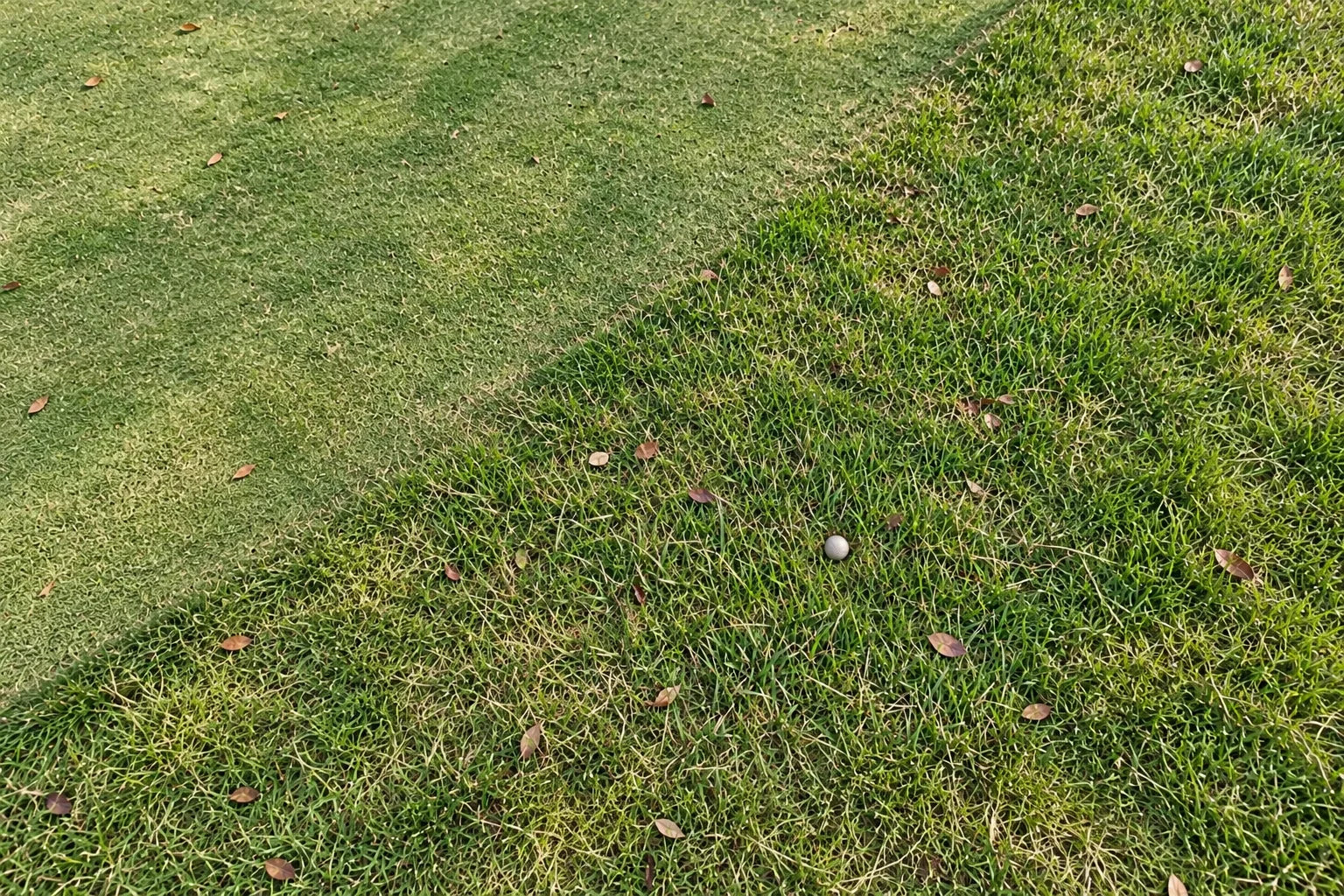 A small golf ball partly hidden in grass in a wider natural overhead view